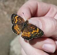 Image of Harris's Checkerspot