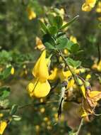 Слика од Cytisus villosus Pourr.