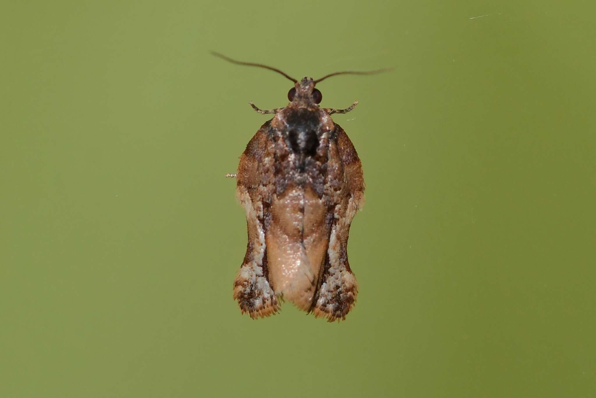 Image de Argyrotaenia citharexylana