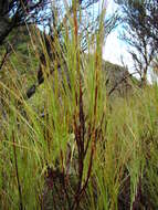 Image of Dracophyllum filifolium Hook. fil.