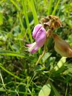 Image of Edwards Plateau hoarypea