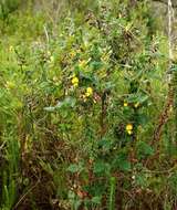 Image of Caribbean snoutbean