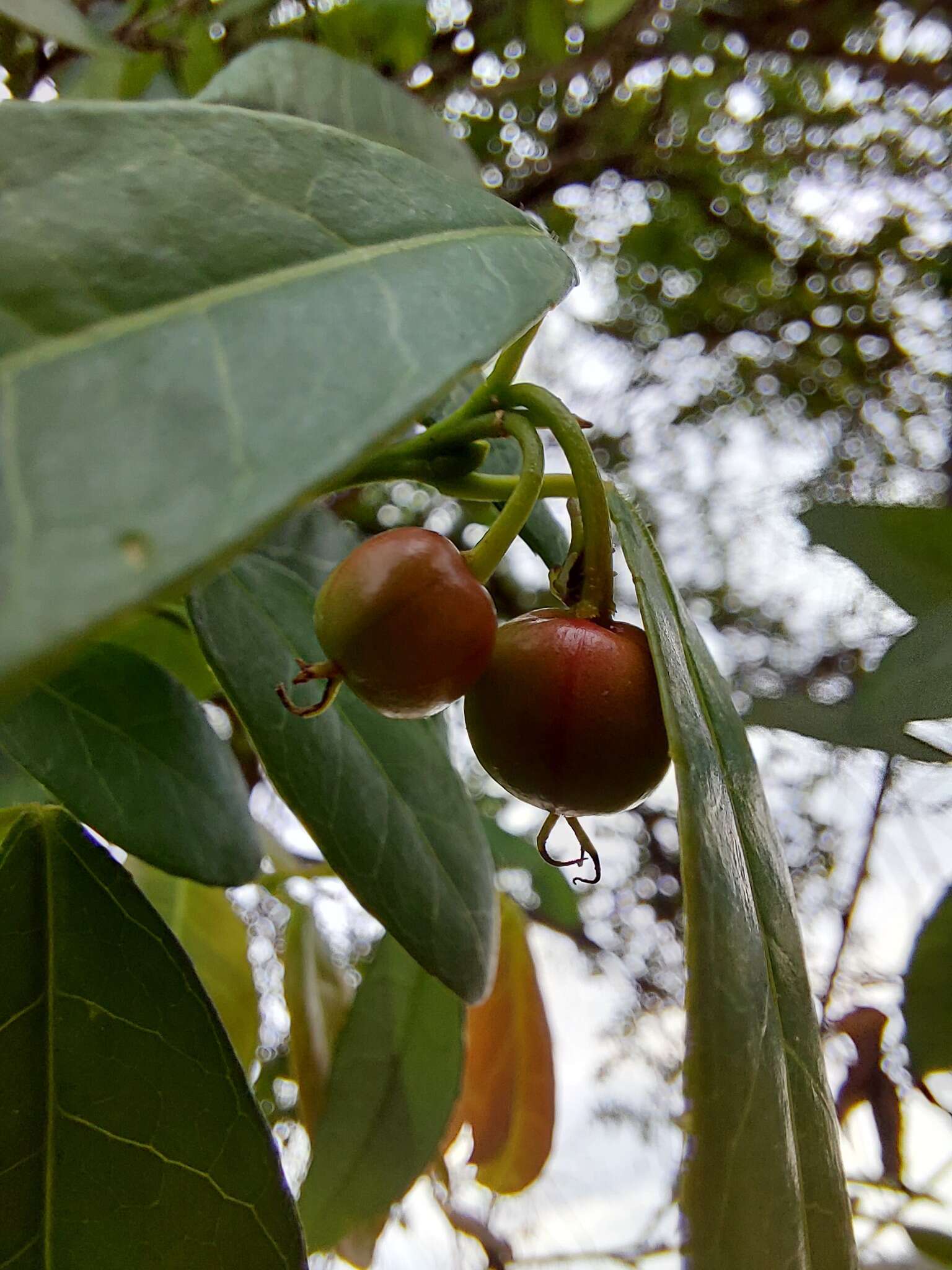 Слика од Sebastiania brasiliensis Spreng.