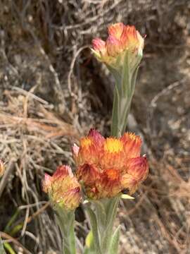 Image de Helichrysum mixtum (Kuntze) O. Hoffm.