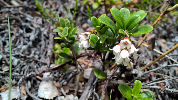 Image of lingonberry