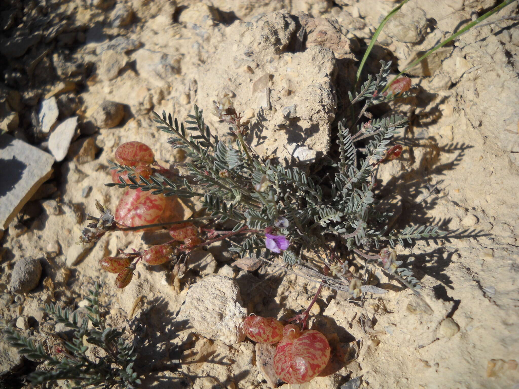 Sivun Astragalus jejunus var. jejunus kuva