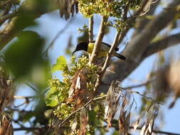 Leptocoma zeylonica (Linnaeus 1766) resmi