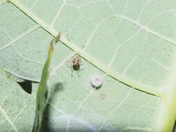 Image of Theridion quadratum (O. Pickard-Cambridge 1882)