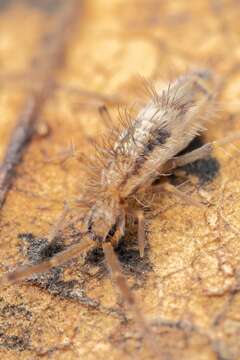 Image de Entomobrya muscorum (Nicolet & H 1842)