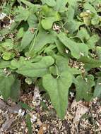 Image de Aristolochia kaempferi Willd.