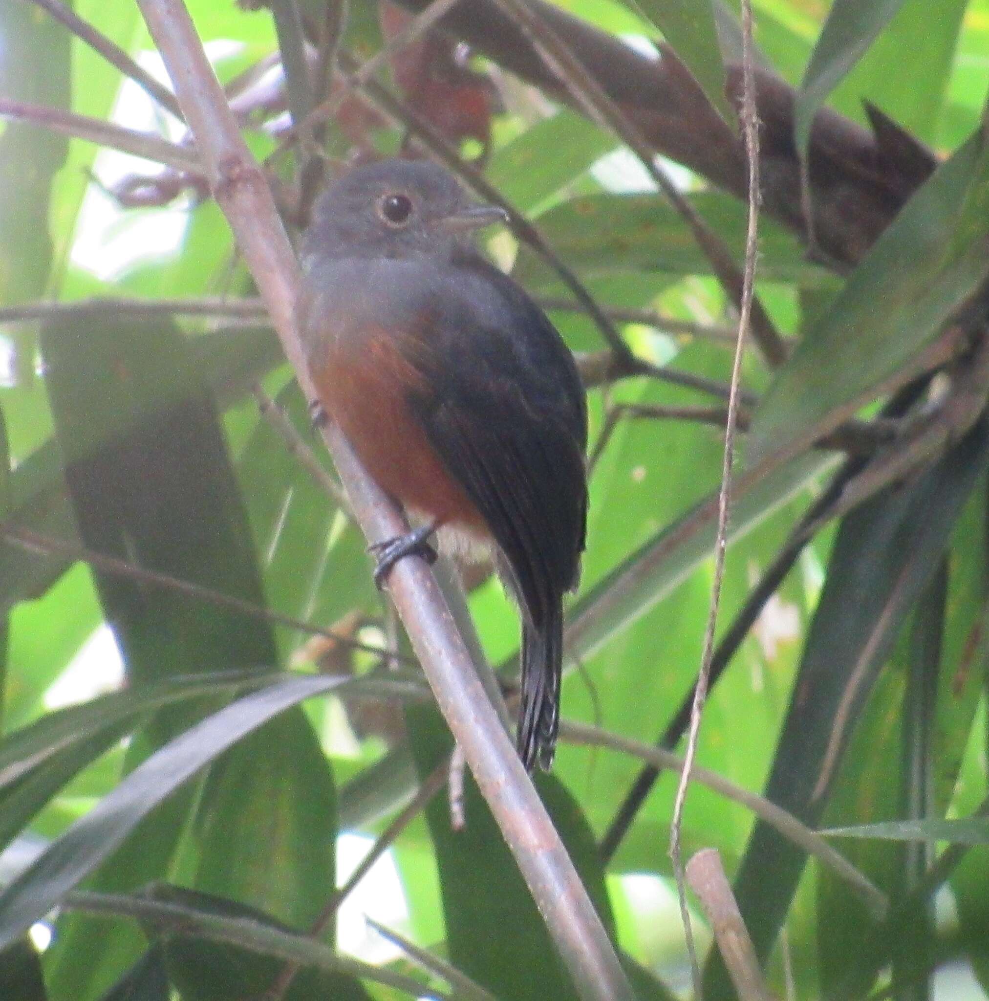 Image of Bluish-slate Antshrike