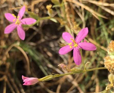 Image of Zeltnera namatophila