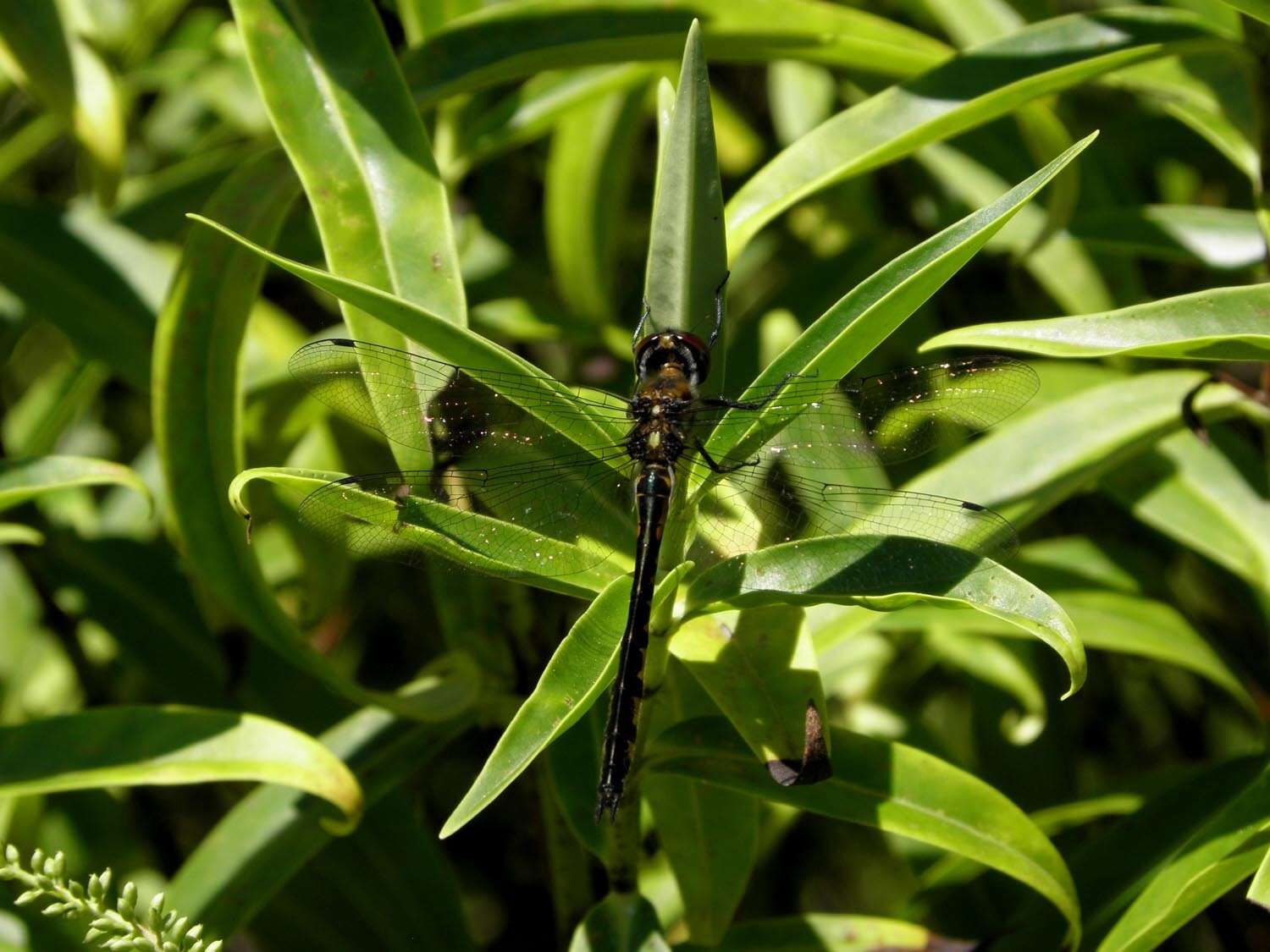 Image of Sentry Dragonfly