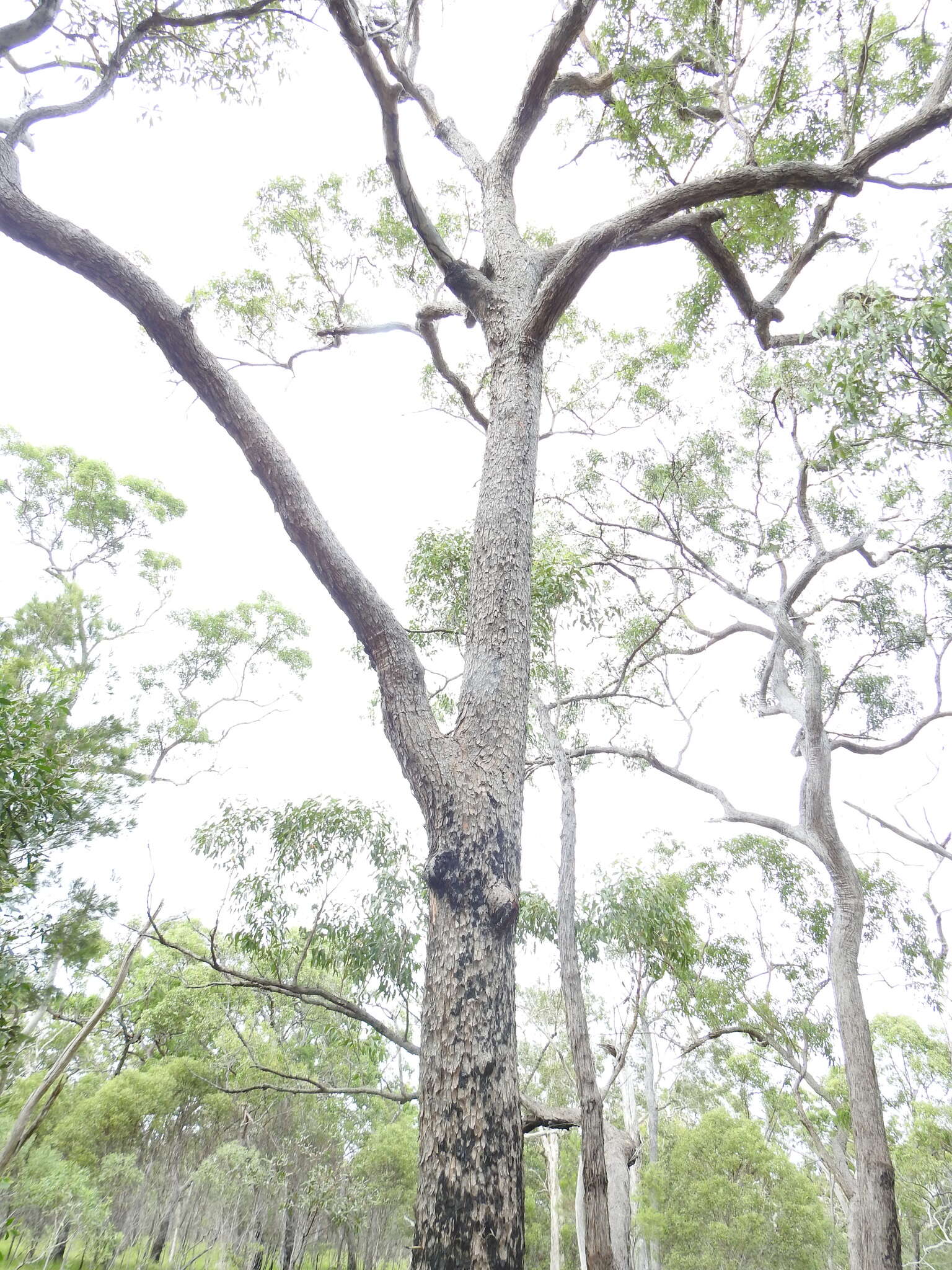 Слика од Corymbia trachyphloia (F. Müll.) K. D. Hill & L. A. S. Johnson