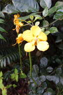 صورة Senna latifolia (G. Mey.) H. S. Irwin & Barneby