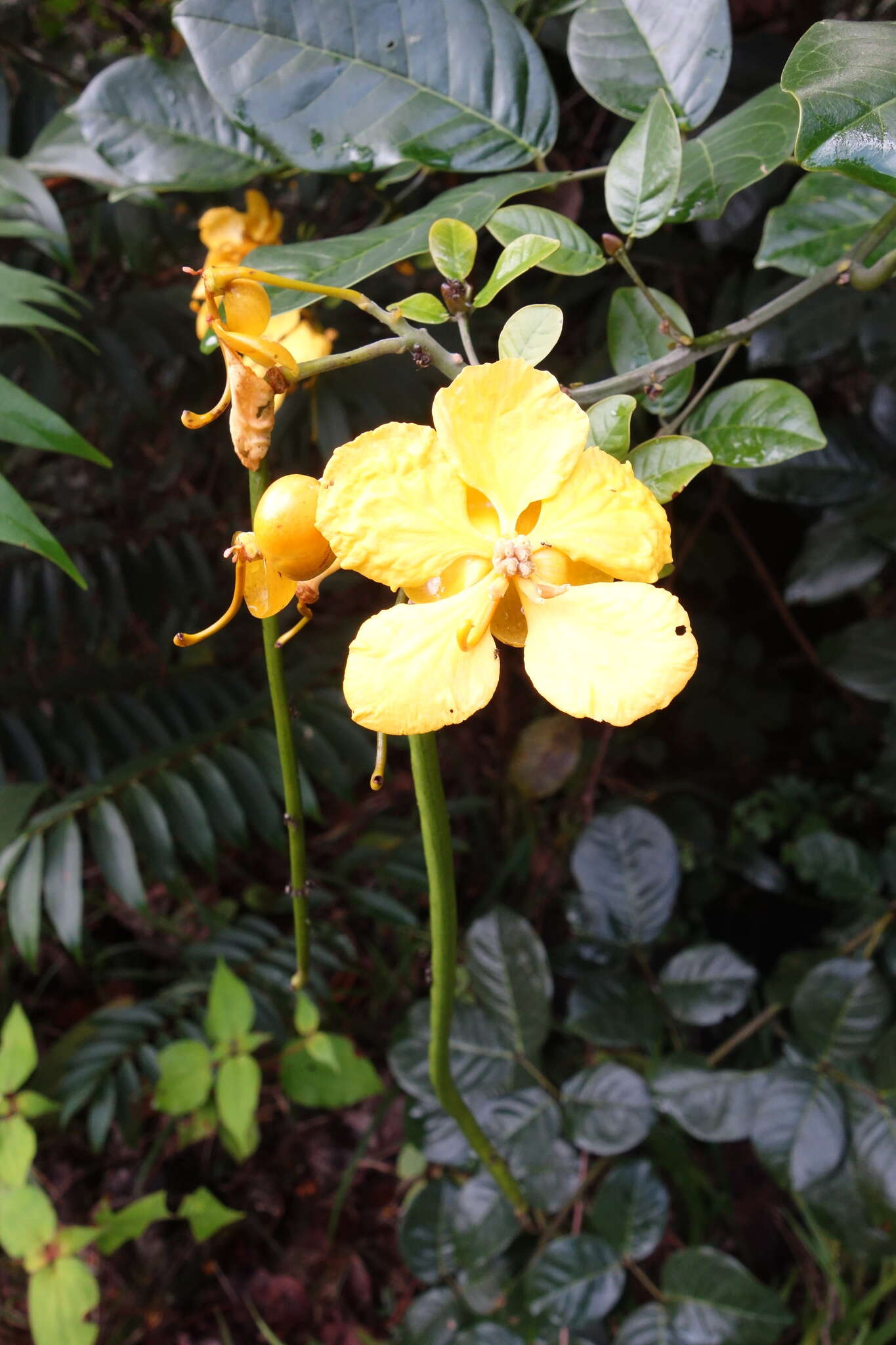 Senna latifolia (G. Mey.) H. S. Irwin & Barneby resmi