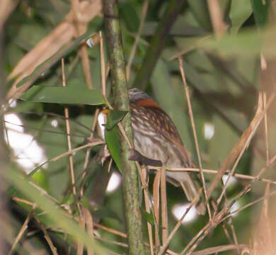 Image of Semicollared Puffbird