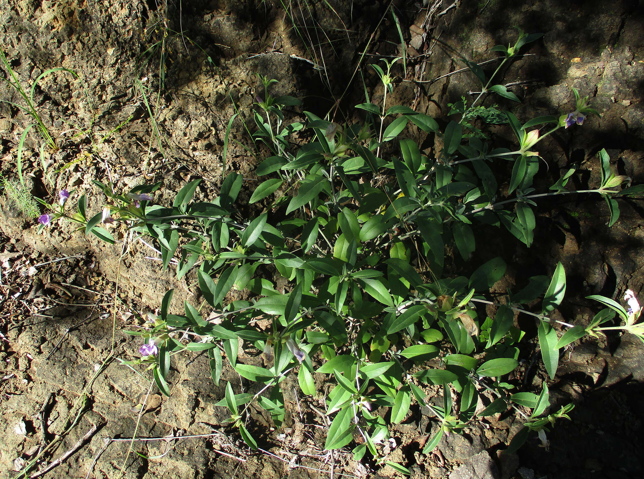 Image of Barleria lancifolia T. Anders.