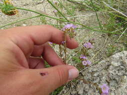 Phacelia pulchella A. Gray resmi