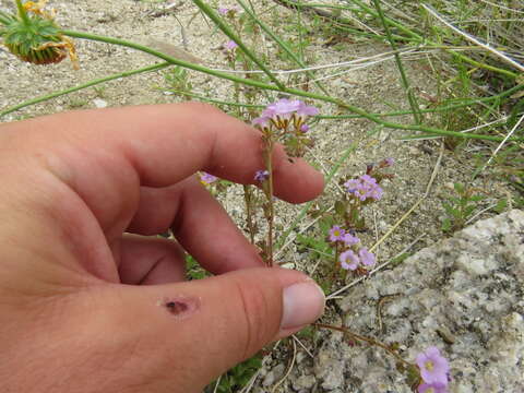 Phacelia pulchella A. Gray resmi