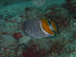 Chaetodon xanthurus Bleeker 1857 resmi