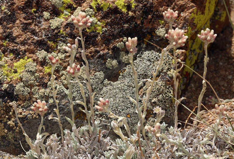 Imagem de Antennaria rosea subsp. confinis (Greene) R. J. Bayer