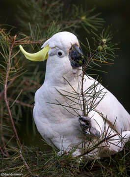 Image of Cacatua galerita galerita (Latham 1790)