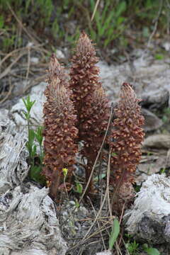 Image of greater broomrape