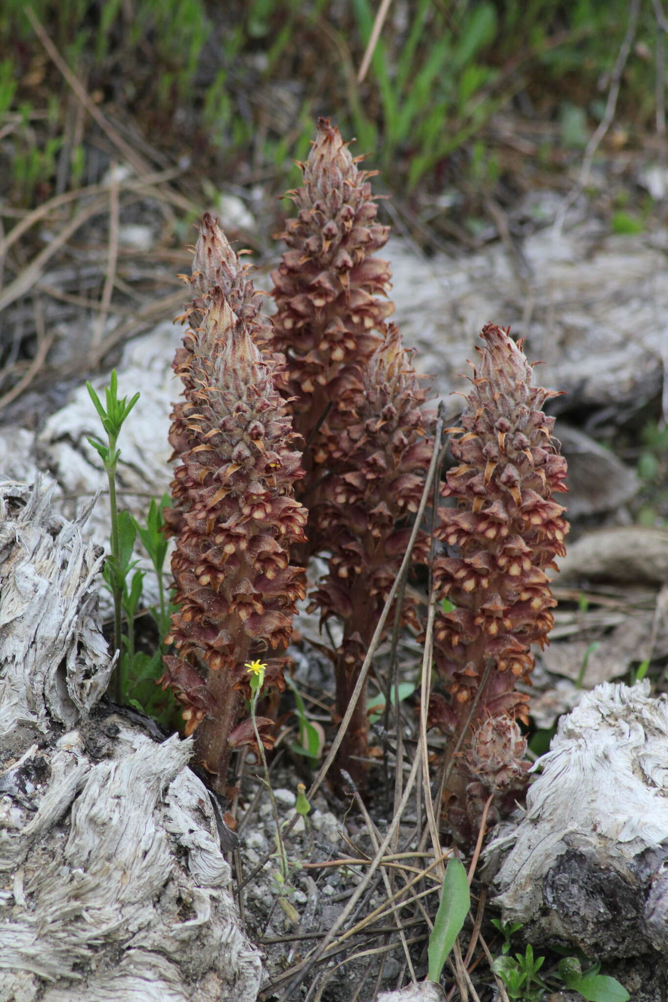 Image of greater broomrape