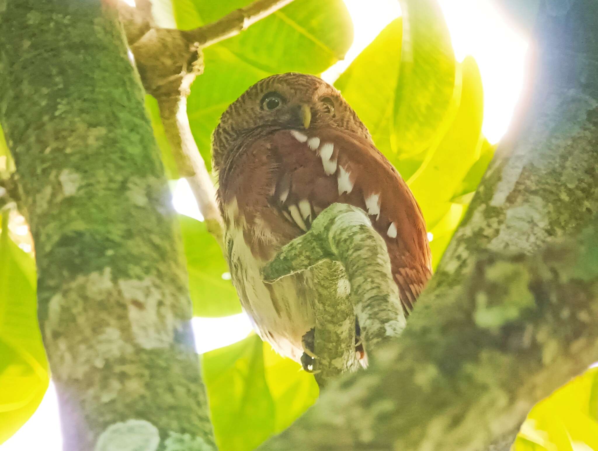 Image of Javan Owlet