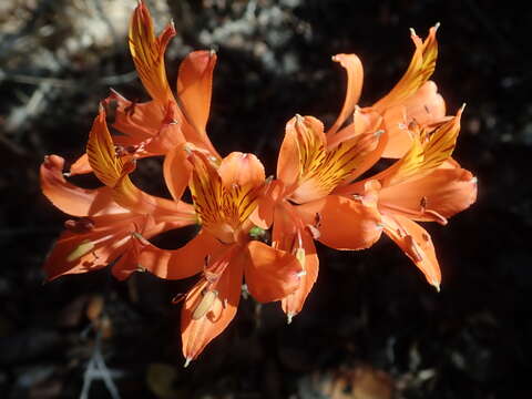 Image of Alstroemeria ligtu L.