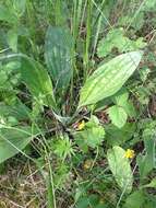 Imagem de Plantago australis subsp. australis