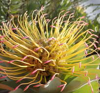 Image of Silver-leaf wheel pincushion