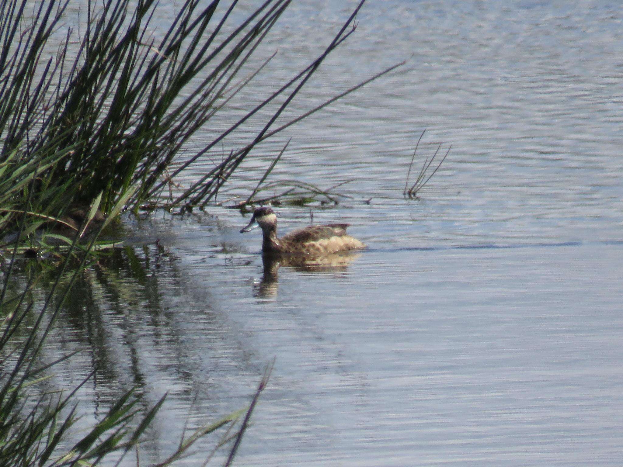 Image of Blue-billed Teal