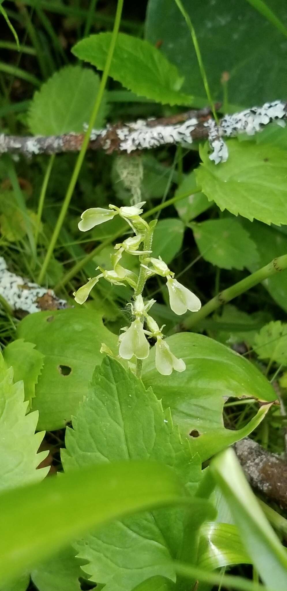 Image of Broadlipped twayblade