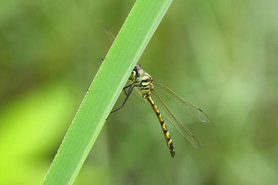 Image of Yellow-spotted Emerald