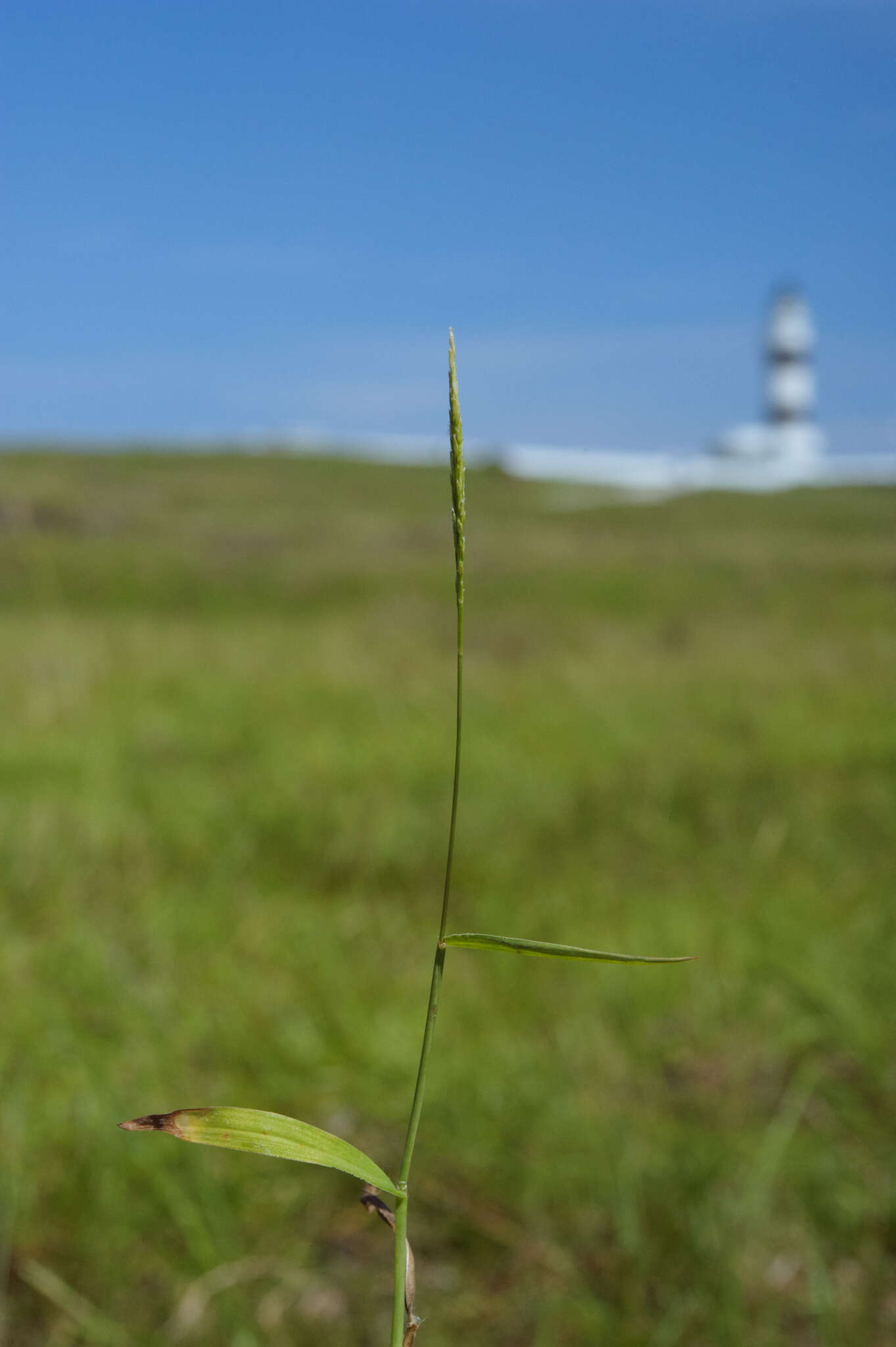 Image of Digitaria henryi Rendle