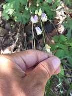 Image of Common Sweet Pea