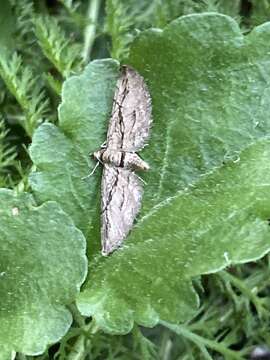 Слика од Eupithecia phoeniceata Rambur 1834