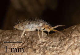 Image of Springtail