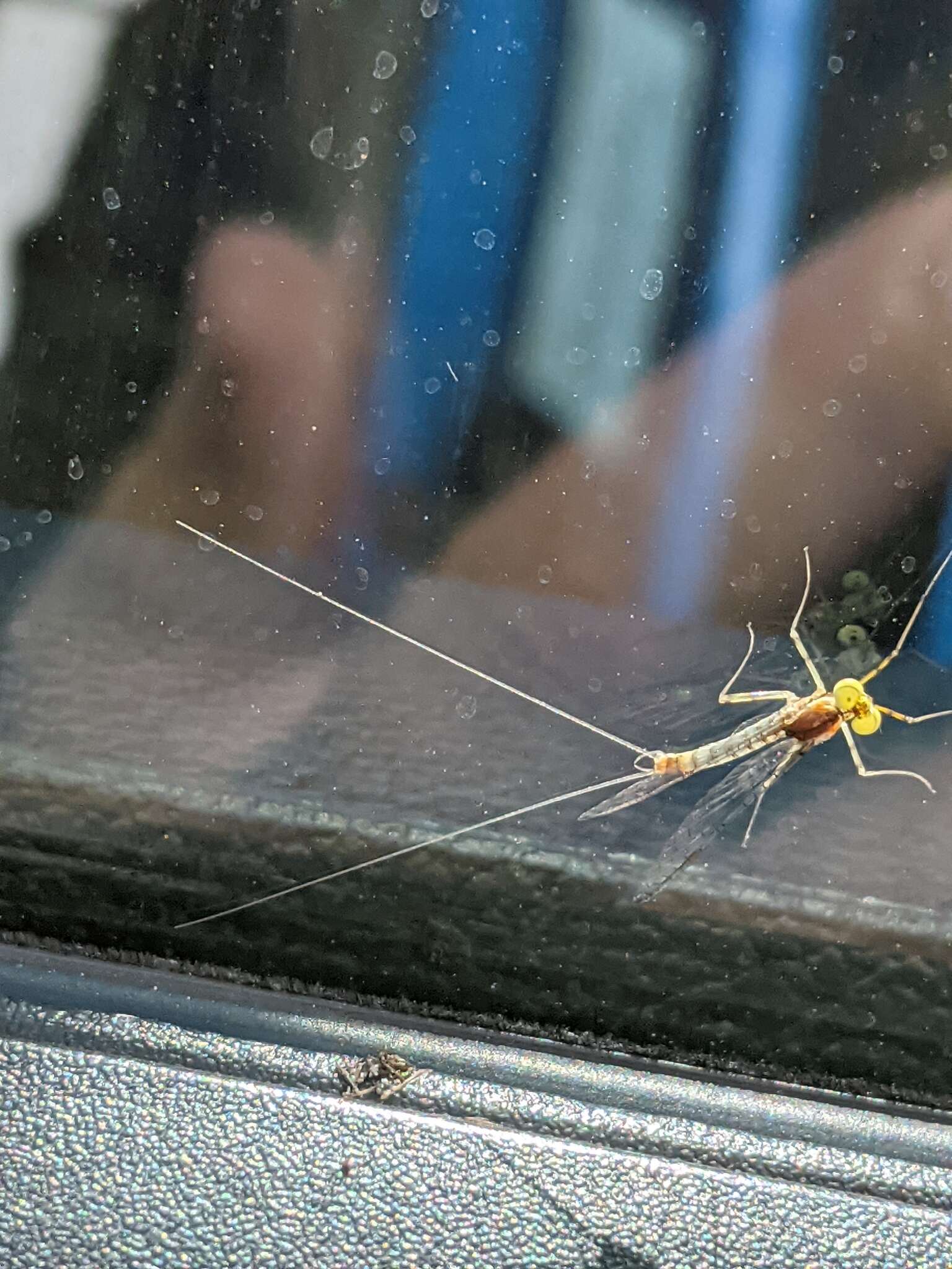 Image of Stenacron Mayfly