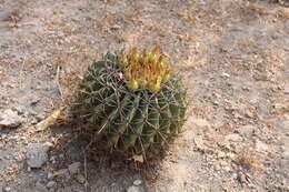 Image of Emory's barrel cactus