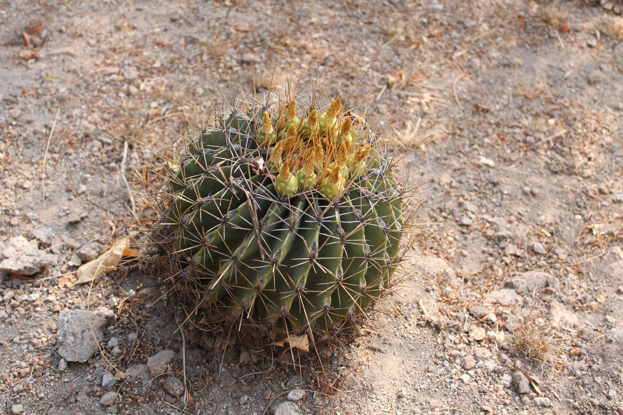 Image of Emory's barrel cactus