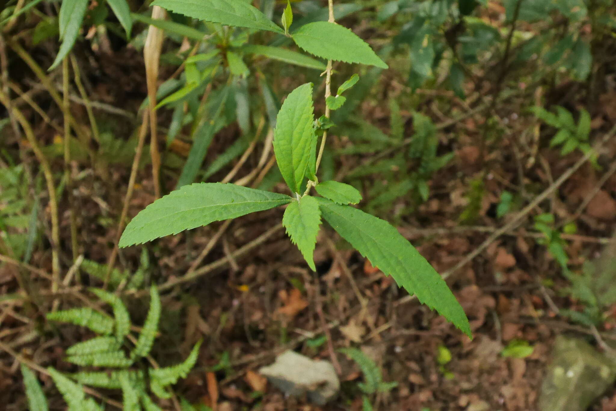 Image of Callicarpa randaiensis Hayata