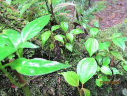 Image of Pirre Harlequin Frog