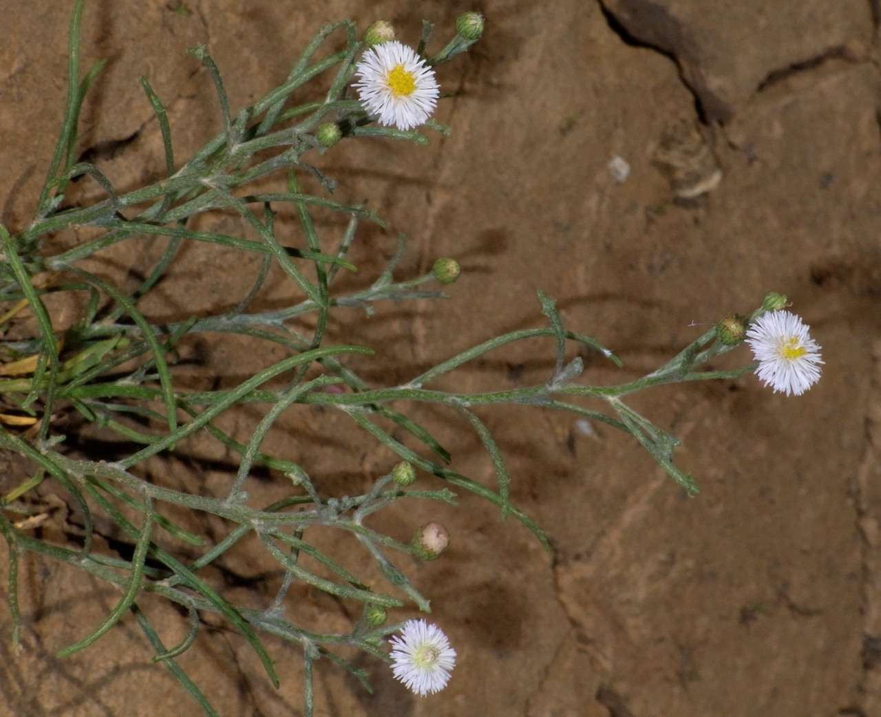 Image of Minuria denticulata (DC.) Benth.