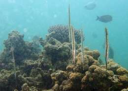 Image of Speckled shrimpfish