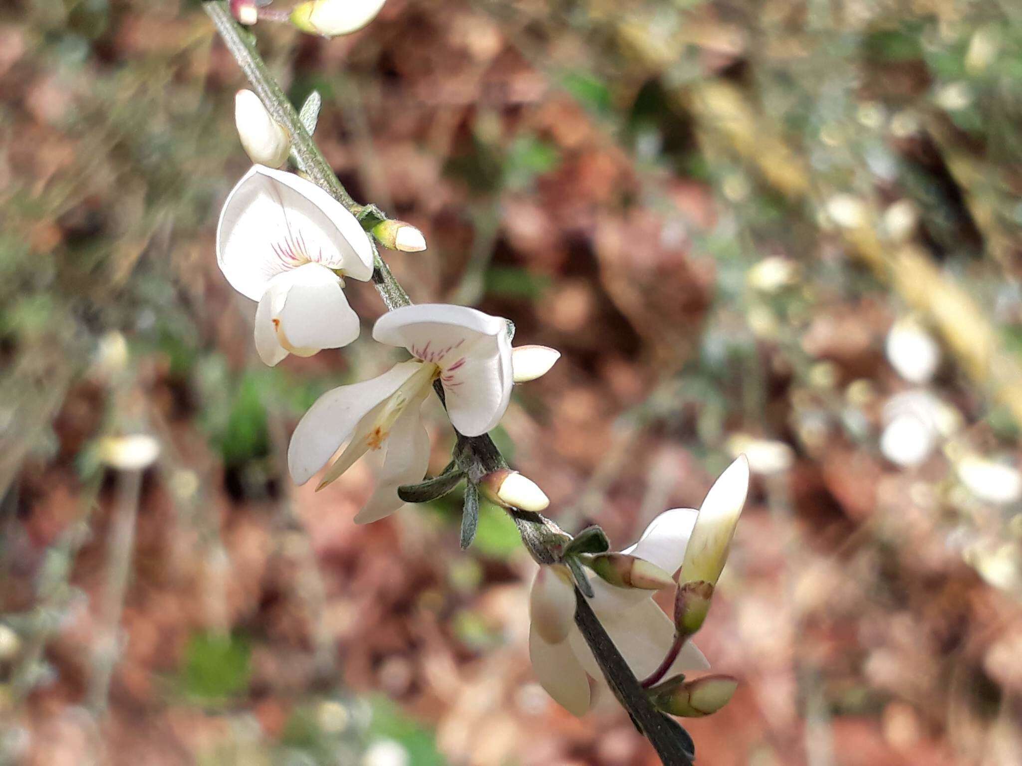 Image of white spanishbroom