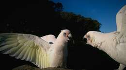 Image of Little Corella