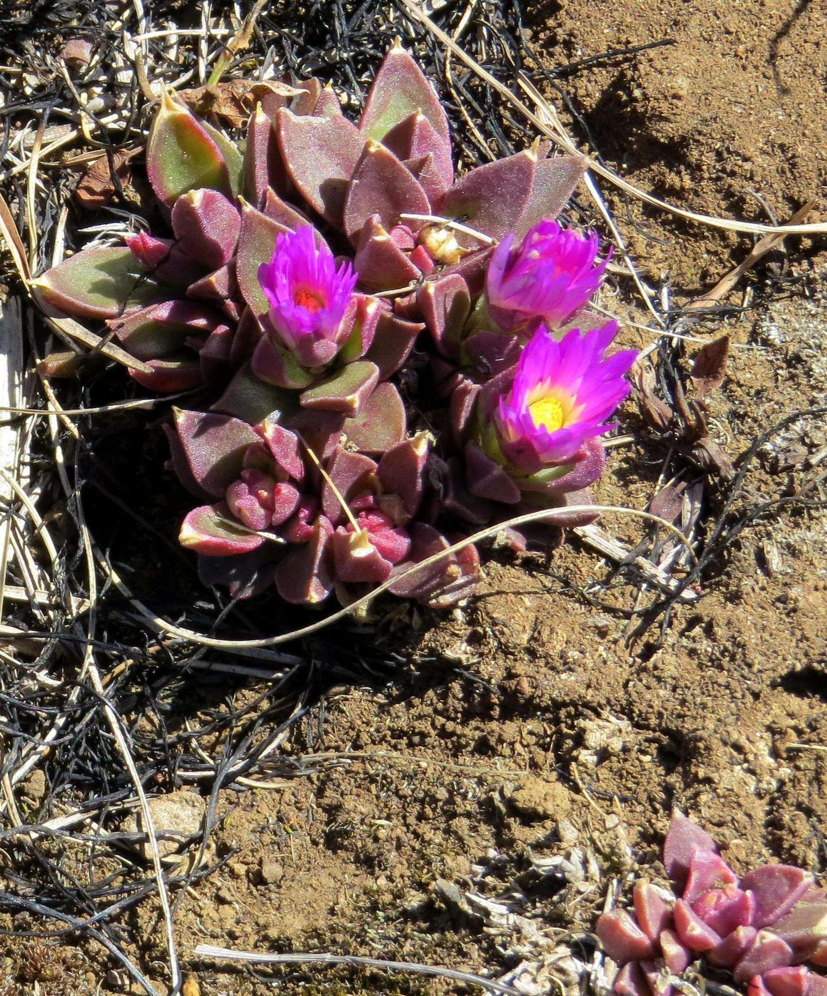 Image of Delosperma carolinense N. E. Br.